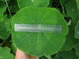 Tropaeolum majus (Garden Nasturtium) - CLICK TO ENLARGE PHOTO